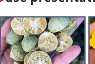 Freeze-dried coffee
